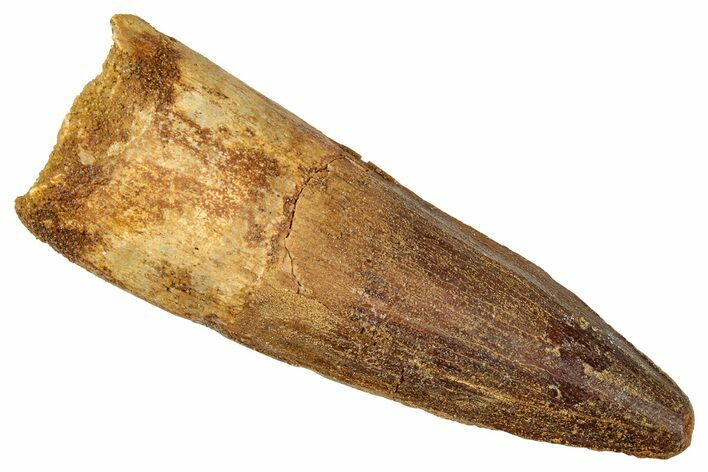 Fossil Spinosaurus Tooth - Real Dinosaur Tooth #357461